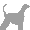 Afghan Hound's pic
