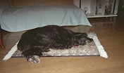 サーシャの写真
